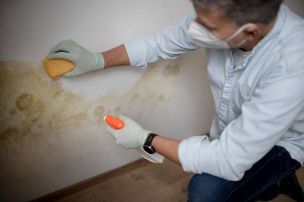 Best Black Mold Removal  in Lithonia, GA