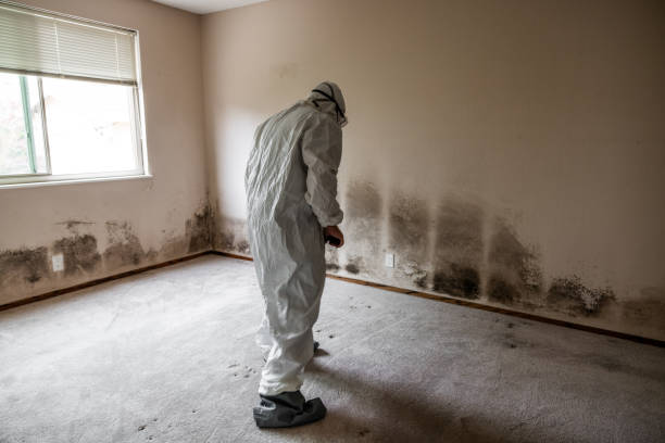 Best Attic Mold Removal  in Lithonia, GA