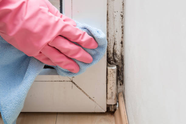 Best Certified Mold Removal  in Lithonia, GA